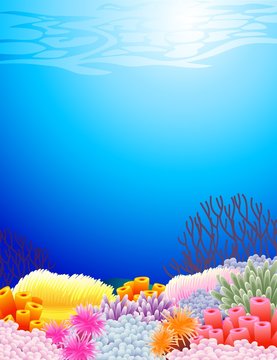 beautiful sealife back