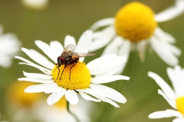 fly on chamomile