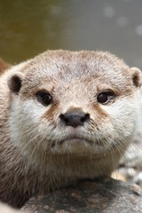 loutre