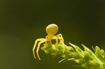 Misumena vatia
