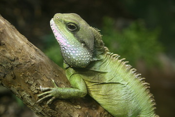 lizard