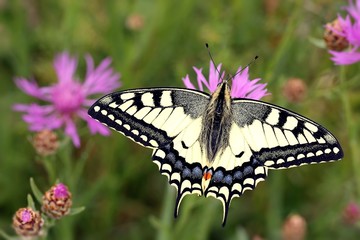 Papilio machaon on flowers