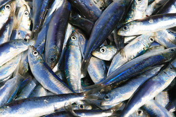 Obraz premium Fresh sardines