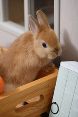 Obraz premium うさぎ