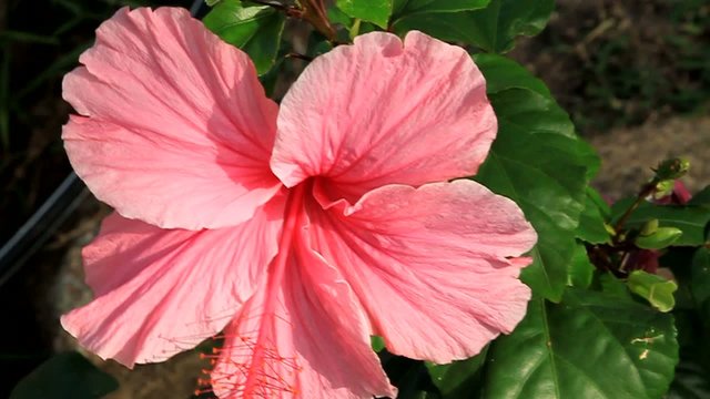 ibisco rosa seychelles