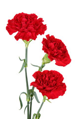 Three carnation flowers