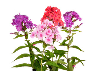 phlox