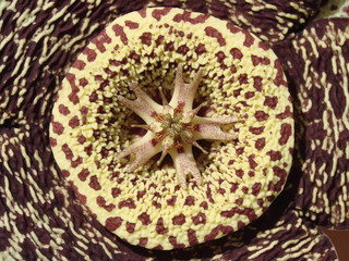 STAPELIA VARIEGATA