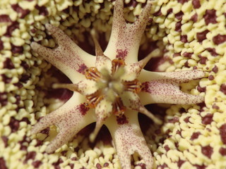 STAPELIA VARIEGATA 4