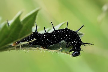 caterpillar of Inachis io