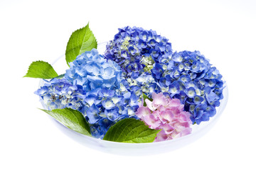 Obraz premium アジサイの花