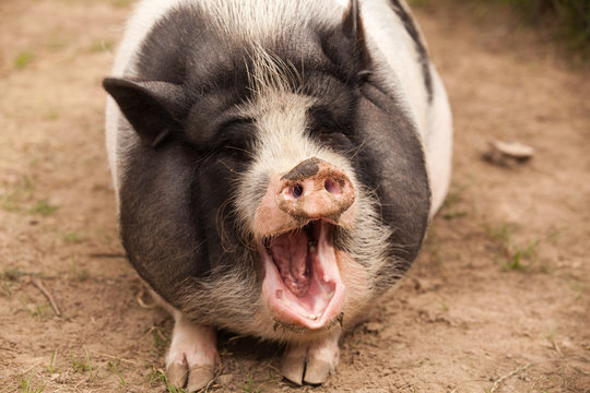 g&auml;hnendes Schwein