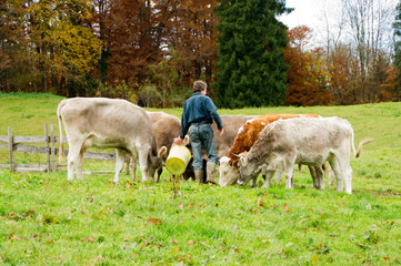 Bauer bei der Fütterung seiner Kühe
