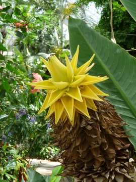 Floraison du Bananier Lotus d'or - Musella lasiocarpa
