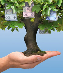 Money tree - polish money