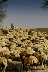 Paolo und seine Schafe