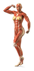Female anterior muscular sytem anatomy in body-builder pose