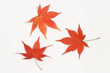カエデの葉
