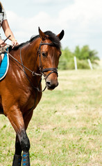Obraz premium Bay horse during show jumping