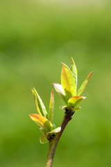 ブルーベリーの若葉