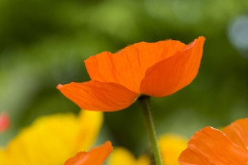 Fototapeta premium ポピーの花