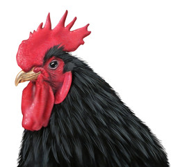 Rooster © freshidea