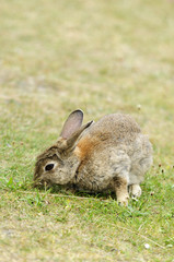 Wildkaninchen