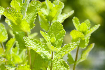 ミントの葉 © paylessimages