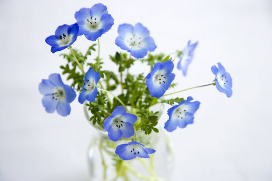 157 Best ネモフィラの花 Images Stock Photos Vectors Adobe Stock 157 Best ネモフィラの花 Images Stock Photos Vectors Adobe Stock