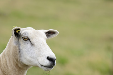 Schafportrait