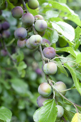 jeunes prunes d'été
