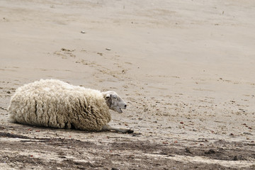 Schaf am Strand