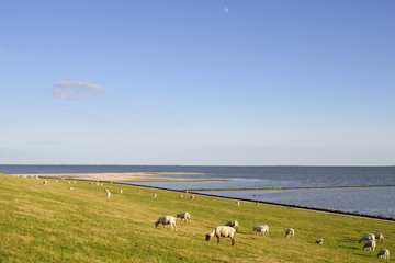 Schafe auf dem Deich