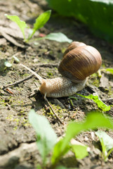 snail