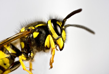 head of wasp in grey background