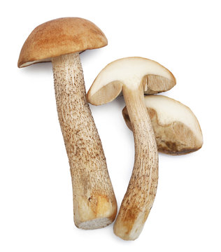 Set of images with mushrooms