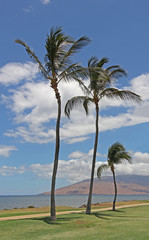Three coconut palms overlooking Pacic Ocean in Maui, Hawaii