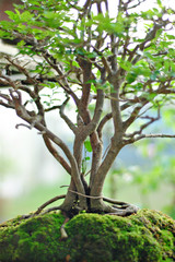 Fototapeta premium Bonsai tree