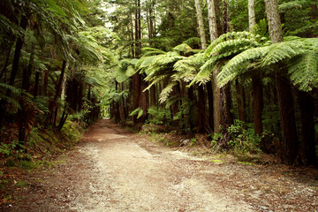 Obraz premium Forest
