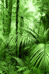 Plakaty  Green tropical jungle forest