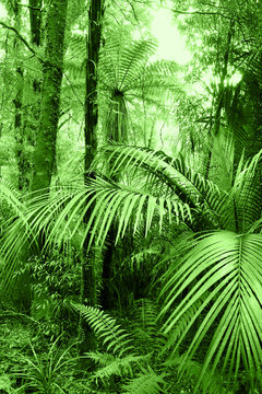 Fototapeta Green tropical jungle forest