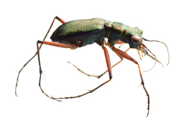 insect tiger beetle
