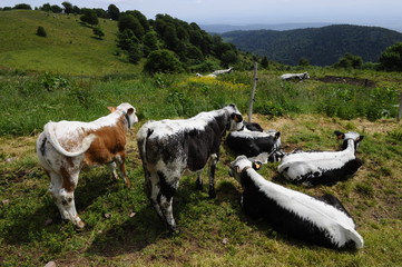 vache vosgienne
