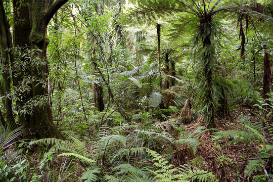 Fototapeta Tropical jungle forest tree and ferns