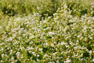 buckwheat blooming field