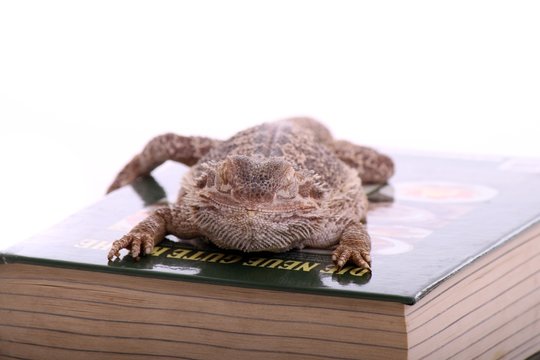 Reptilie mit Buch