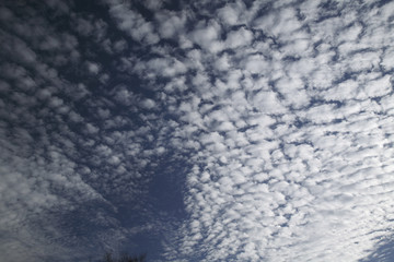 Obraz premium いわし雲