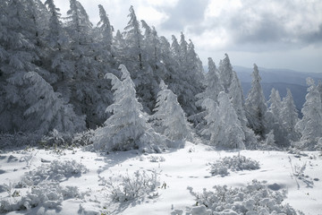 雪と霧氷の木々