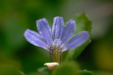Obraz premium 花と植物
