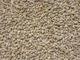 Pearl barley